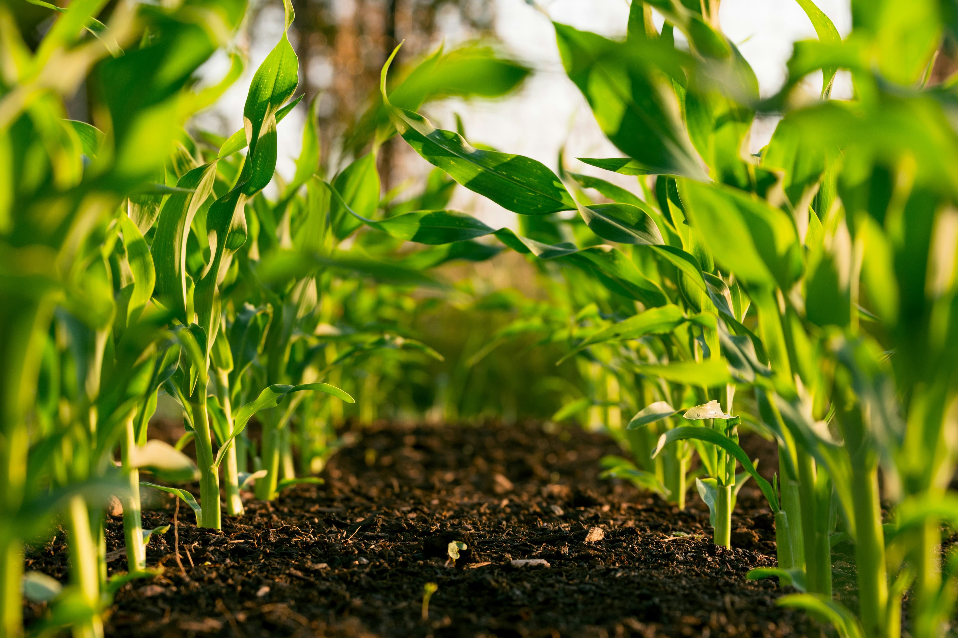 Crop Yield Estimation Web GIS